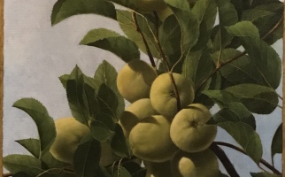 <strong>Apples, leaves </strong> <span class="dims">24X20"</span> oil on linen